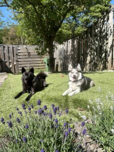 image00031