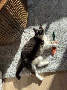 d3062ef3 24d7 452b 841c 3533c21b5da8poes